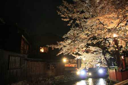 祇園の建物と桜