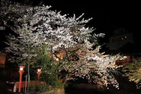 祇園の夜桜