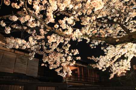祇園　満開の桜