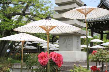 乙訓寺牡丹まつりの風景