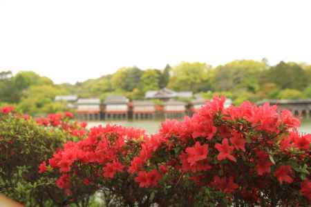 八条が池ほとりのキリシマツツジ