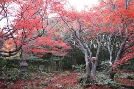 厭離庵の庭園