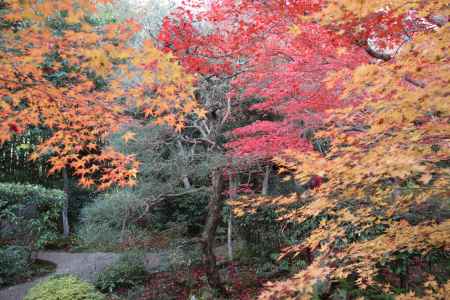 赤と黄の紅葉