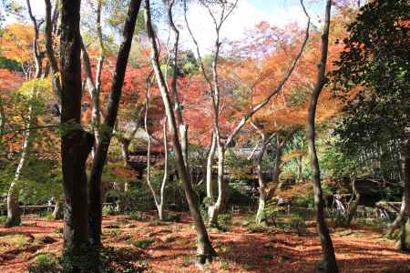 草庵と紅葉