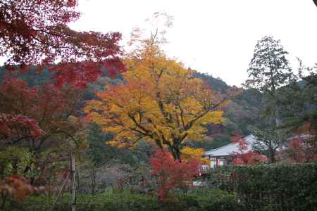 紅葉の善峯寺