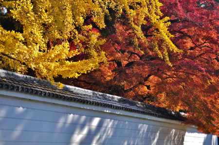 醍醐寺の紅葉