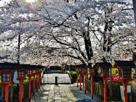 六孫王神社参道の桜