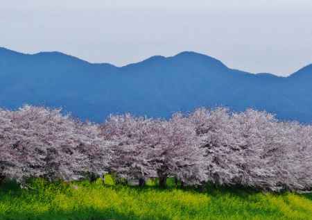 天神川下流堤の桜から西山を望む