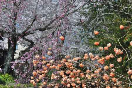 哲学の道の桜と三椏