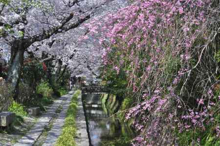 哲学の道の染井吉野と枝垂れ桜