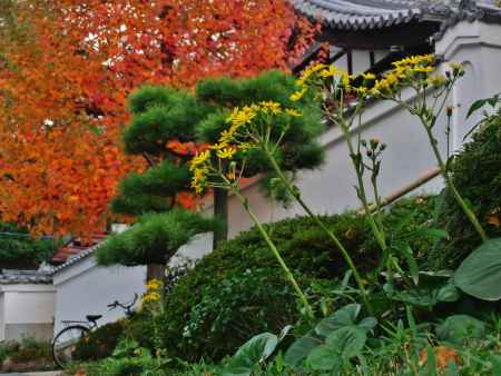 黒谷町の紅葉