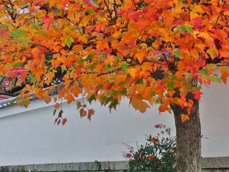 黒谷町の紅葉