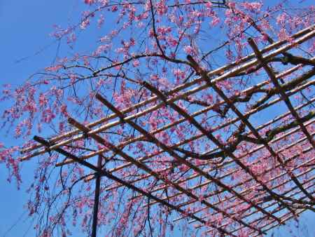 晴天のしだれ桜