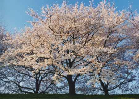 背割り堤の桜