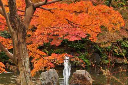 秋の円山公園