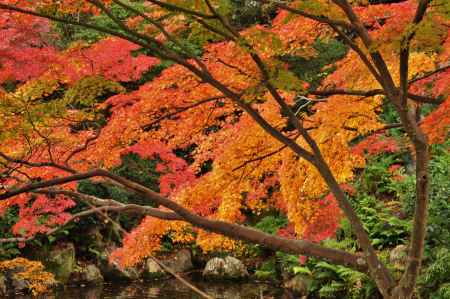 秋の円山公園