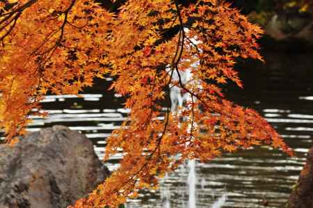 秋の円山公園