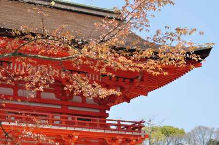 春の下鴨神社