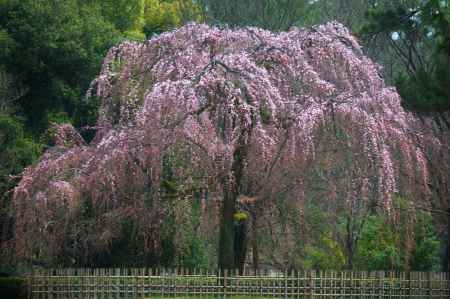 しだれ桜