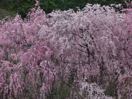 満開の桜