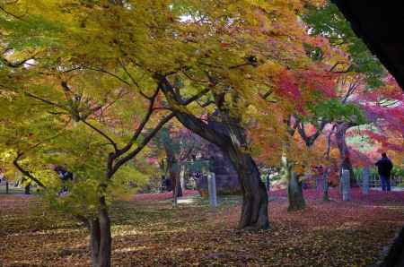 東福寺紅葉