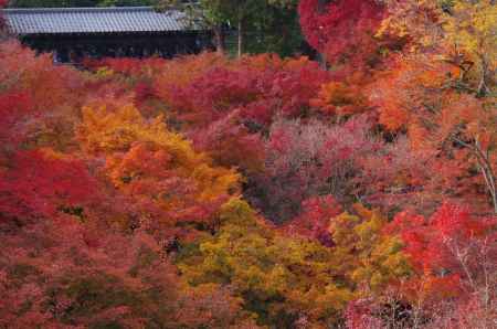 東福寺・紅葉