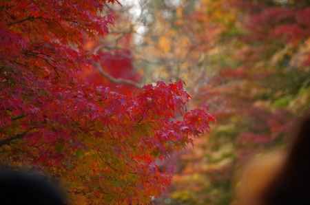 東福寺・紅葉4