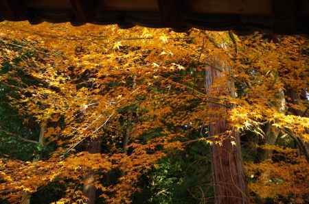 東福寺・紅葉5