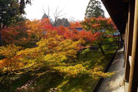 東福寺・紅葉6