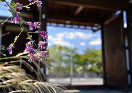 常林寺の萩