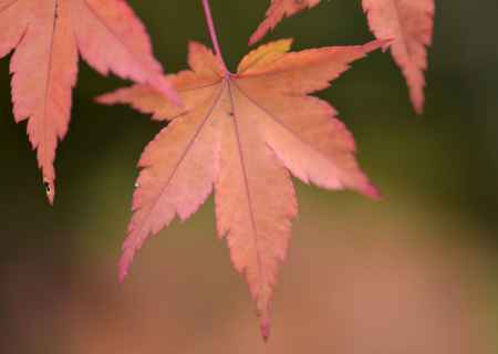 紅葉のはじまり・光悦寺