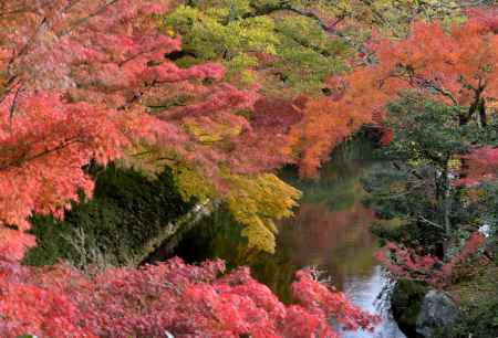 永観堂・紅葉２０１３（１）