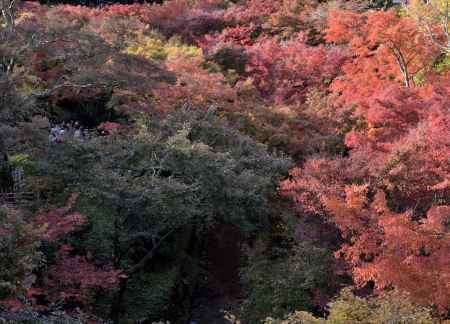 東福寺・紅葉２０１３（２）