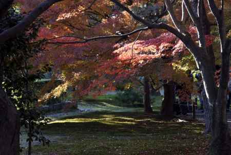 東福寺・紅葉２０１３（４）