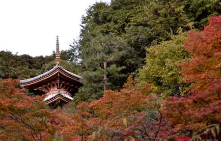 今熊野観音寺・紅葉２０１３（２）