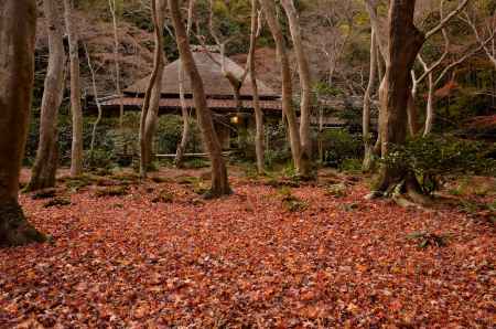 敷きモミジ・祇王寺