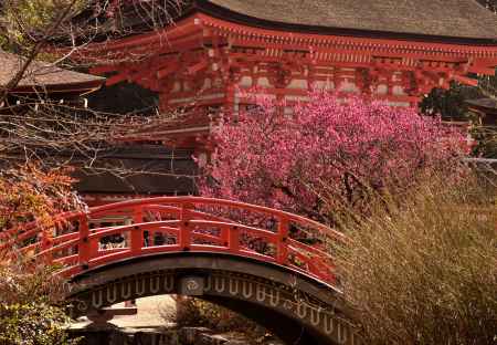 下鴨神社・光琳の梅