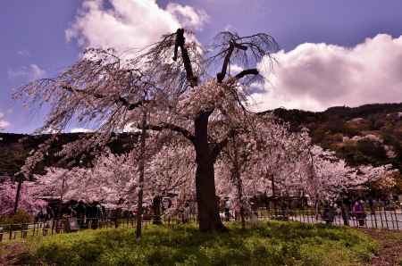 枝垂れ桜・嵐山