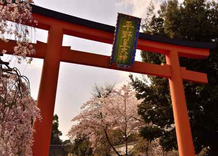 鳥居越しの桜・平野神社