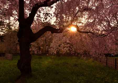 夕暮れ…桜