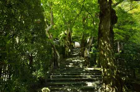 緑の石段