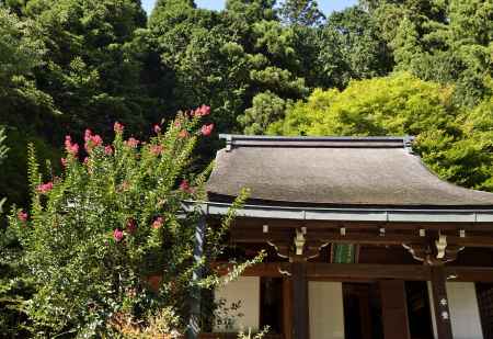 そろそろ終わりですね・・・百日紅