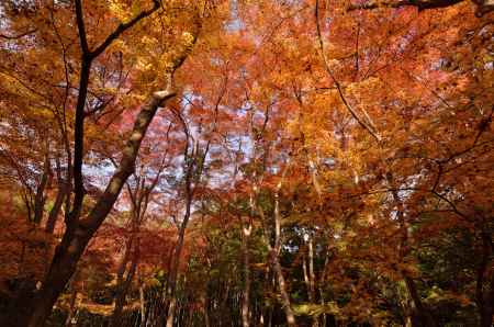 錦秋の天井