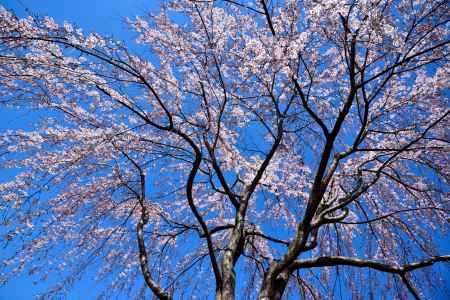 2015醍醐の桜（９）