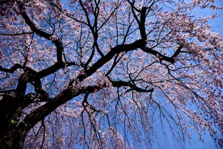 2015醍醐の桜（１０）