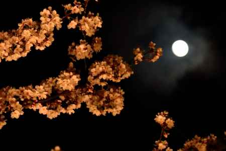 夜桜にお月様