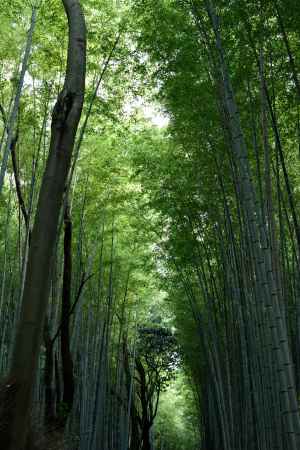 京都・竹林