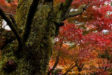 古木と紅葉