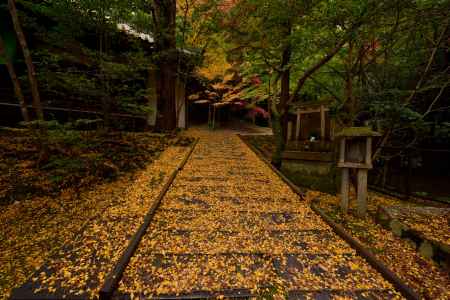 落ち葉の坂道