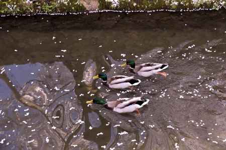 鴨が遊ぶ、流れ桜